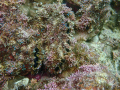 Pinctada mazatlanica
