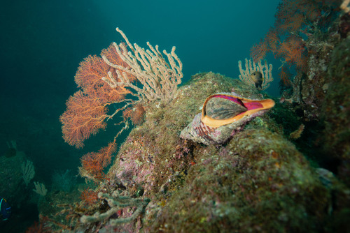 Panamanian Tulip Snail