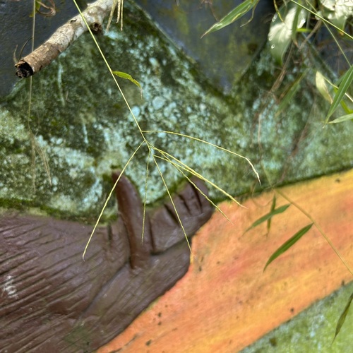 Microstegium glabratum iNat (2)