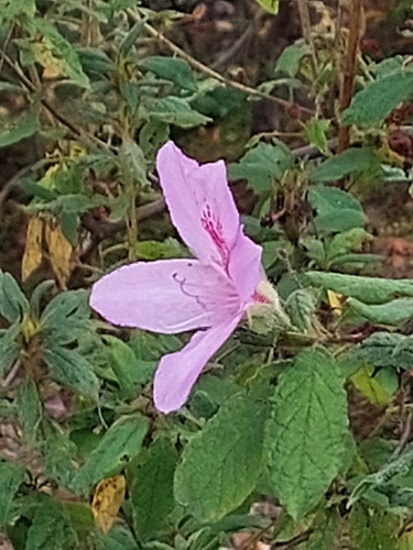 Indian azalea (Rhododendron macrosepalum)
