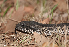 Acanthophis antarcticus