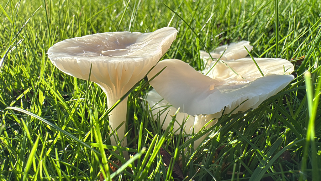 Cuphophyllus virgineus · November 2025 · photo: © welshgraham (iNaturalist, cc0)