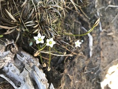 Gentianella lineata