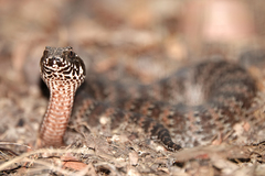 Acanthophis antarcticus