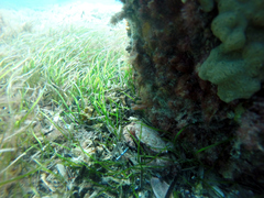 Nectocarcinus integrifrons