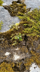 Brachyglottis bellidioides