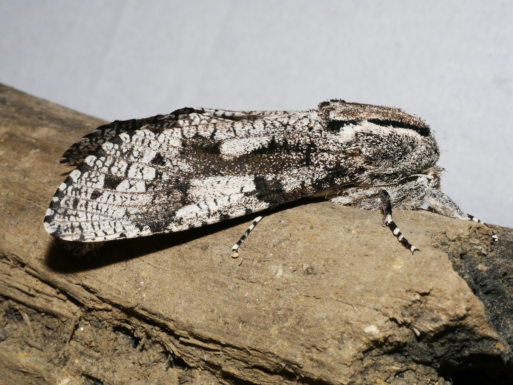 Endoxyla interlucens