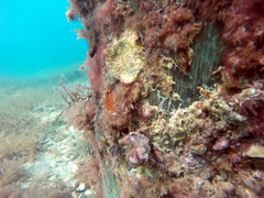 Helcogramma decurrens
