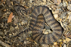 Acanthophis antarcticus