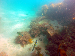 Dinolestes lewini