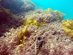 Irciniidae