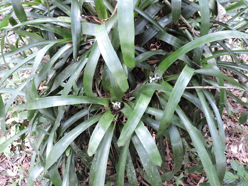 Neoregelia laevis, photograph 4