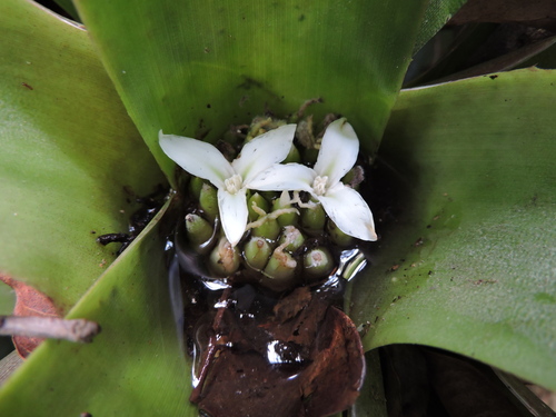Neoregelia laevis