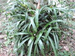 Neoregelia laevis, photograph (c) Fabrício Mil Homens Riella, some rights reserved (CC BY)