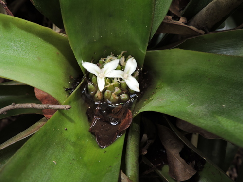 Neoregelia laevis, photograph 3