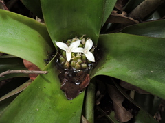 Neoregelia laevis, photograph (c) Fabrício Mil Homens Riella, some rights reserved (CC BY)