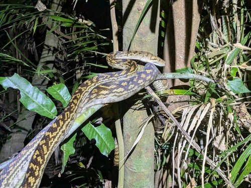 Australian Scrub Python sighting