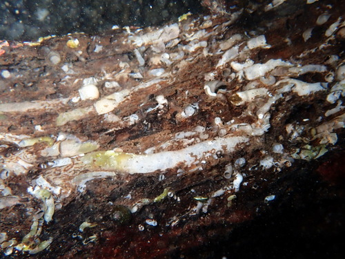 Teredo navalis observed 2025-11-13