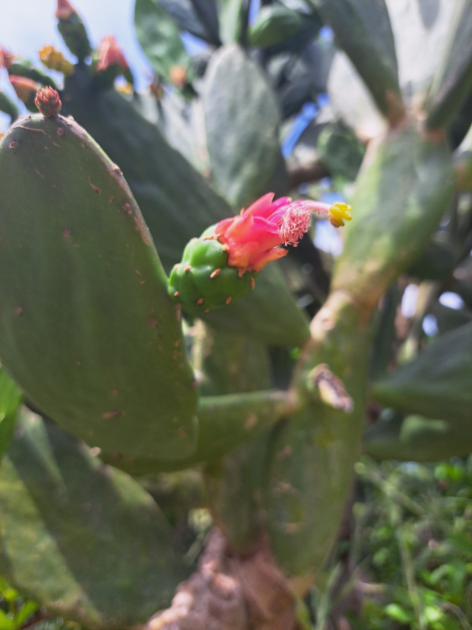Opuntia cochenillifera