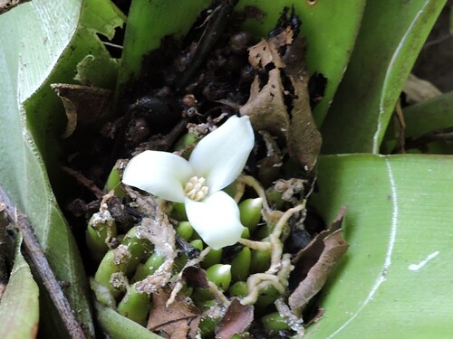 Neoregelia laevis, photograph 2