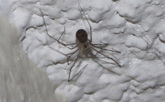 Psilochorus pullulus