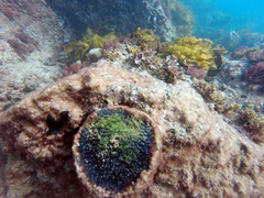 Psammocinia