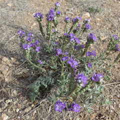 Phacelia popei