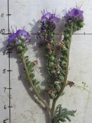 Phacelia popei