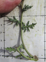 Phacelia popei