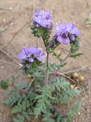 Phacelia popei