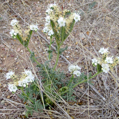 Phacelia popei
