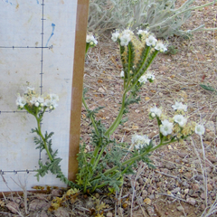 Phacelia popei