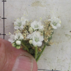 Phacelia popei