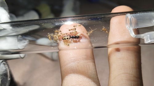 Camponotus bellusCamponotus bellus