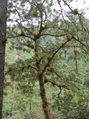 Tillandsia calothyrsus