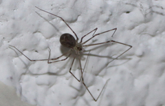 Psilochorus pullulus