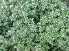 Nasturtium officinale
