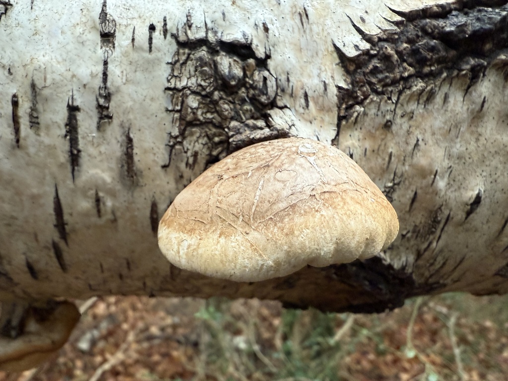 Fomitopsis betulina · November 2025 · photo: © cenaida (iNaturalist, cc-by)