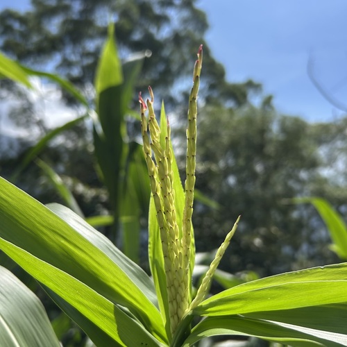 Tripsacum andersonii observed 2025-11-15