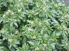 Nasturtium officinale