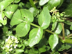 Nasturtium officinale