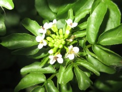 Nasturtium officinale