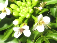 Nasturtium officinale
