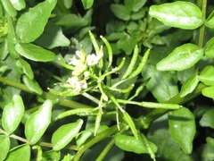 Nasturtium officinale