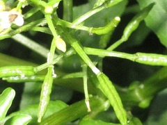 Nasturtium officinale