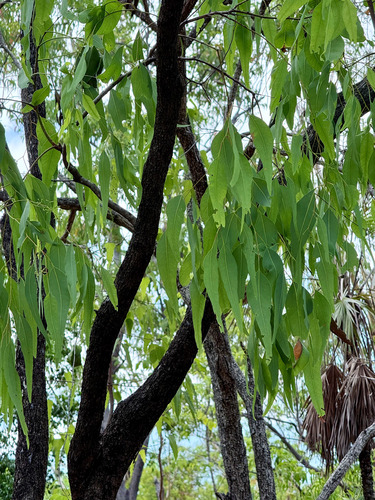 Eucalyptus tectifica observed 2025-10-27
