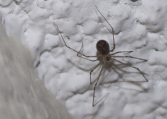 Psilochorus pullulus