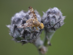 Oxyna flavipennis