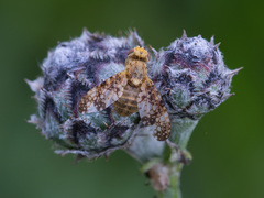 Oxyna flavipennis