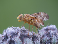 Oxyna flavipennis